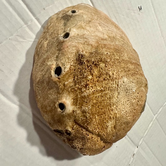 Iridescent Abalone Shell - Picture 8 of 8